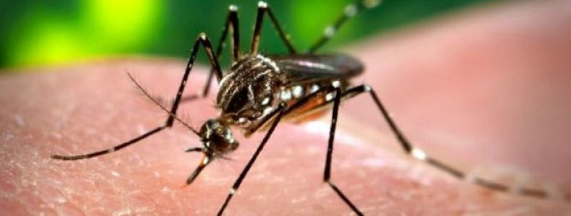 VIVAMOS LIBRES DE MOSQUITOS. EN LA PREVENCIÓN ESTÁ CLAVE
