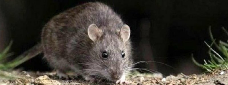 HANTAVIRUS: Cómo prevenirlo. Métodos de higiene básicos para alejar el virus. 