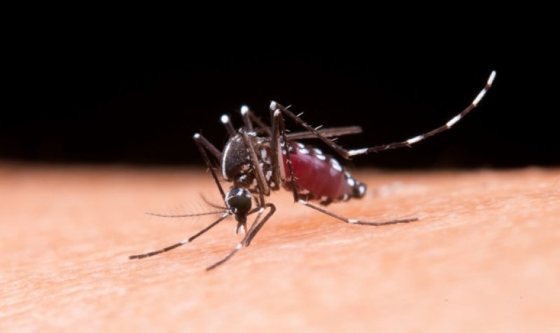 AL DENGUE LO COMBATIMOS ENTRE TODOS